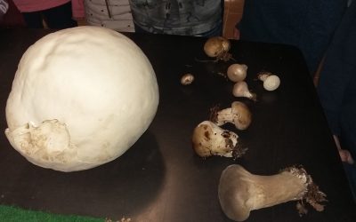 Naravoslovni dan Življenje v gozdu, 4.r